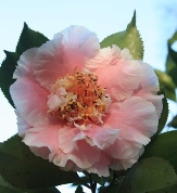 Elegans Splendor Camellia, C.M. Wilson Splendor Camellia, Camellia japonica 'Elegans Splendor', C. japonica 'C.M. Wilson Splendor'